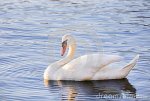 cisne-blanco-88781613.jpg