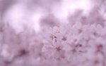 cherry-flowers-bloom-petals-branches-spring-pink-color-blur-close-up_2880x1800_sc.jpg