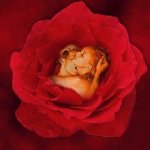 Amor en una rosa.jpg