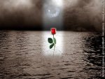 556073_CAADNDQWGT4Q5C5BRSSALLZ8YLSTKX_la-rosa-y-el-mar_H212301_L.jpg