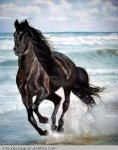 Caballo negro en el mar.jpg