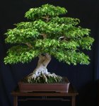 ARBOL 11111.jpg