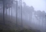 la niebla.jpg