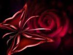 MARIPOSA CON ROSA ROJA.jpg