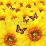 $ Con miles de mariposas - 14jun15.jpg