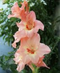 floresgladiolos.jpg