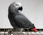 LORO GRIS.jpg