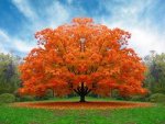 ARBGOL - OTOÃ‘O.jpg