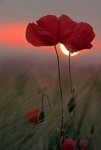 floral253.jpg