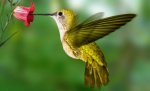 colibri.jpg