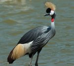 Grulla-coronada.jpg