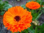 flor-de-calendula1.jpg