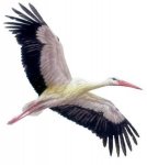 cigueÃ±a 1 n1250268215_30042451_9862.jpg