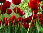 flor4.jpg