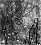 TELARAÃ‘A - lacomunidad.jpg