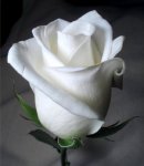 rosa blanca 2.jpg