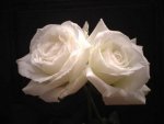 dos_rosas_blancas[1].jpg