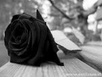 images (23).jpg