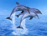 Delfines-Saltando.jpg