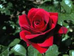 rosa.jpg