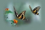 mariposas-y-flores.jpg