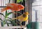 Aves-en-la-jaula.jpg