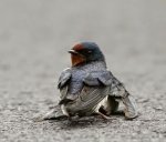 Golondrina1.jpg