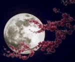 Luna y cerezo.jpg