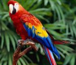 mi amigo el loro..jpg