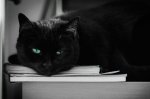 gato-negro.jpg