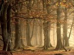 otoÃ±o bosque - wallpapers.jpg