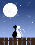6142023-Dos-gatos-enamorados-sentarse-en-una-valla--Foto-de-archivo.jpg