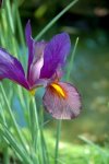 florjaponIris-Japones.jpg