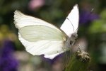 000white-butterfly_p.jpg