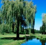 Arbol.jpg