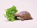 tortuga-lechuga.jpg