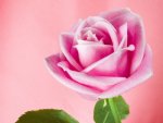 400_1205462012_rosa.jpg