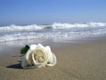 rosas en el mar.jpg