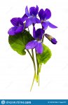 ramo-de-violetas-aislado-en-fondo-blanco-158747384.jpg