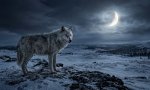 r Viejo lobo solitario.jpg