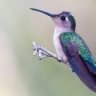 Colibrí